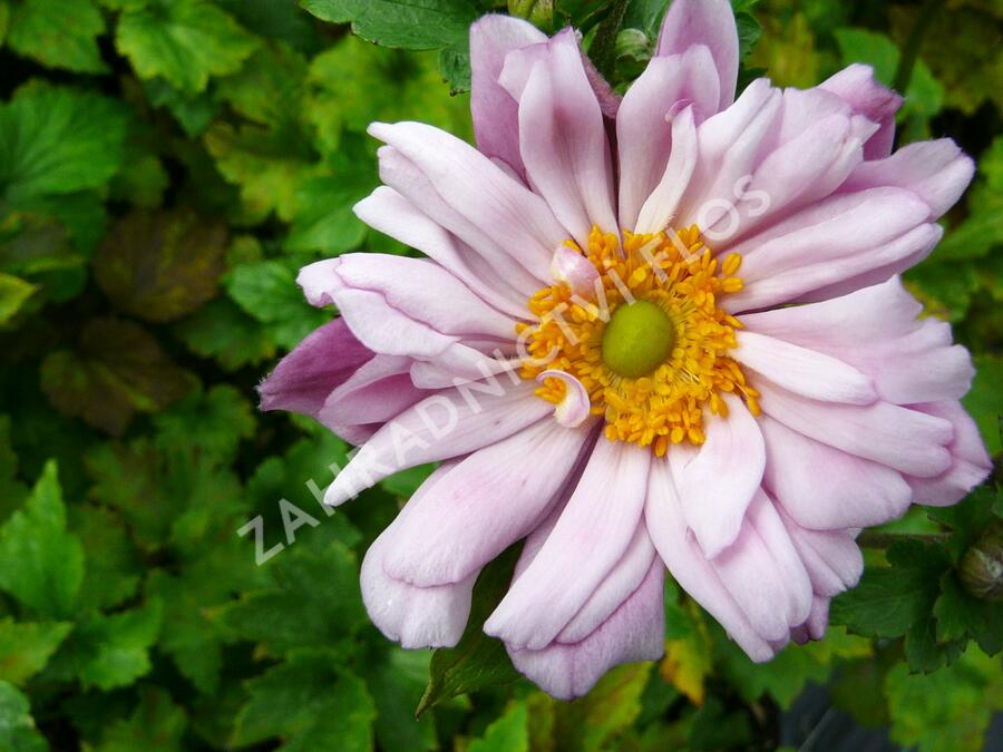 Sasanka hupejská 'Mont Rose' - Anemone hupehensis 'Mont Rose'