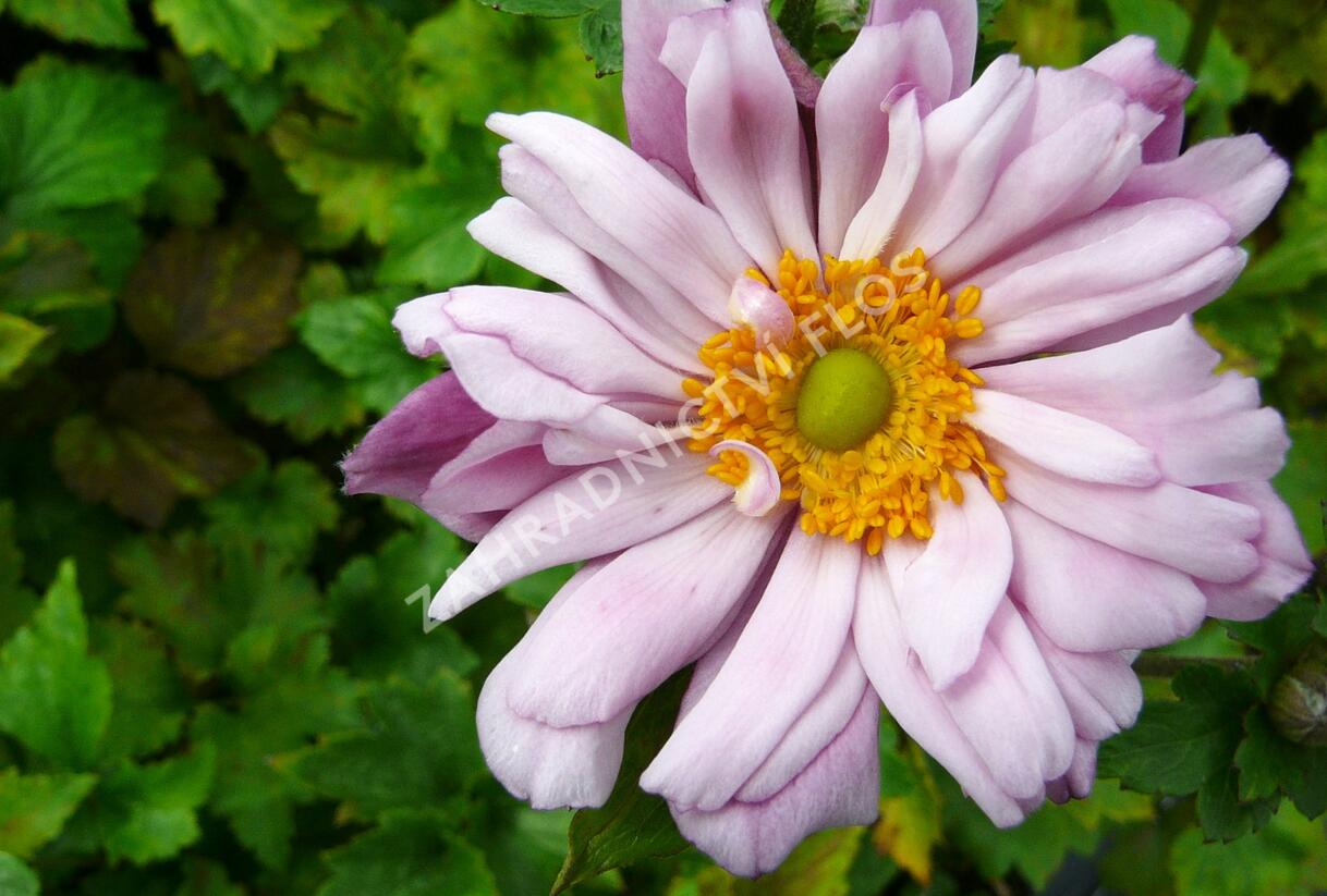 Sasanka hupejská 'Mont Rose' - Anemone hupehensis 'Mont Rose'