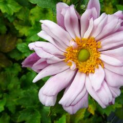 Sasanka hupejská 'Mont Rose' - Anemone hupehensis 'Mont Rose'