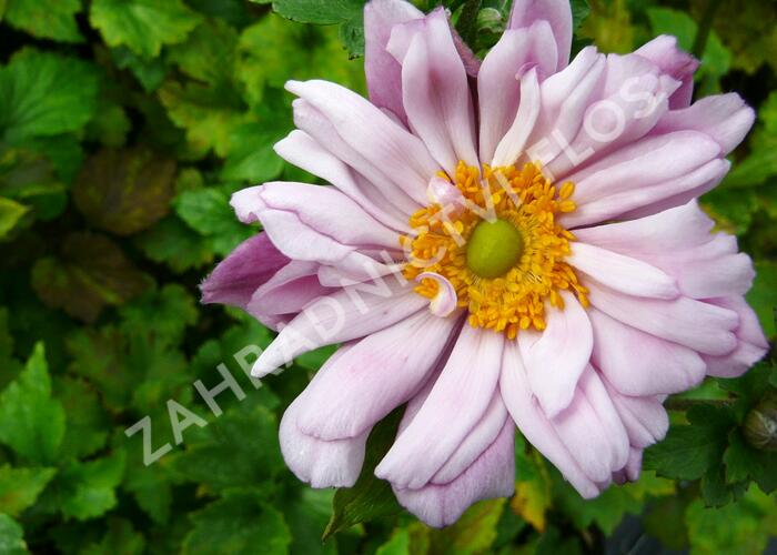 Sasanka hupehensis 'Mont Rose' - Anemone hupehensis 'Mont Rose'