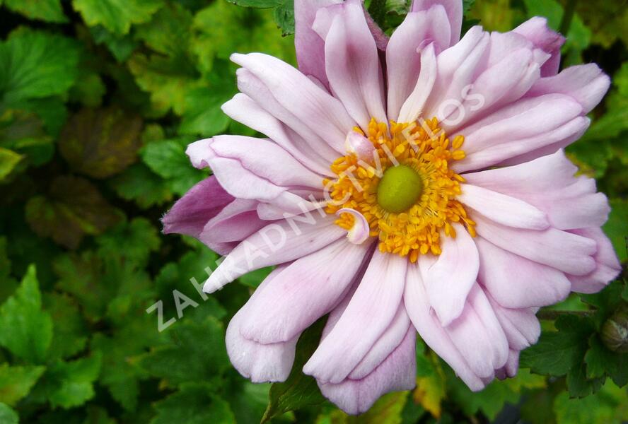 Sasanka hupejská 'Mont Rose' - Anemone hupehensis 'Mont Rose'