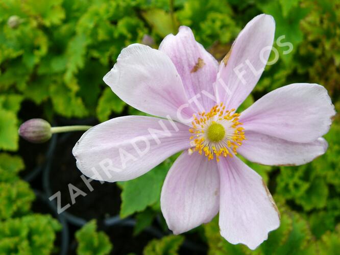 Sasanka japonská 'Lady Gilmour' - Anemone hupehensis 'Lady Gilmour'