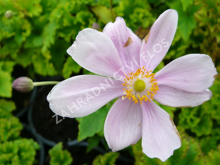 Sasanka japonská 'Lady Gilmour' - Anemone hupehensis 'Lady Gilmour'