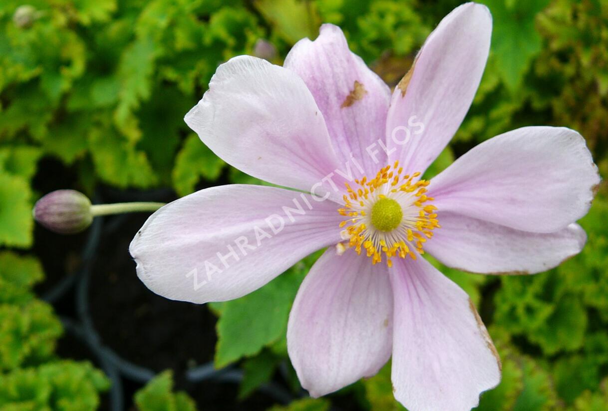 Sasanka hupejská 'Lady Gilmour' - Anemone hupehensis 'Lady Gilmour'