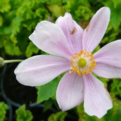 Sasanka japonská 'Lady Gilmour' - Anemone hupehensis 'Lady Gilmour'