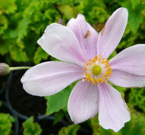 Sasanka japonská 'Lady Gilmour' - Anemone hupehensis 'Lady Gilmour'