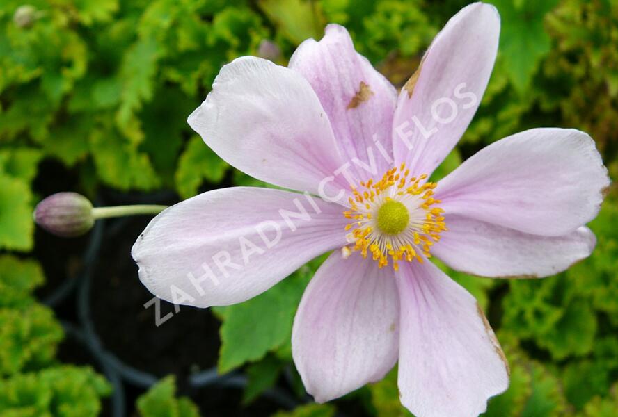 Sasanka hupejská 'Lady Gilmour' - Anemone hupehensis 'Lady Gilmour'