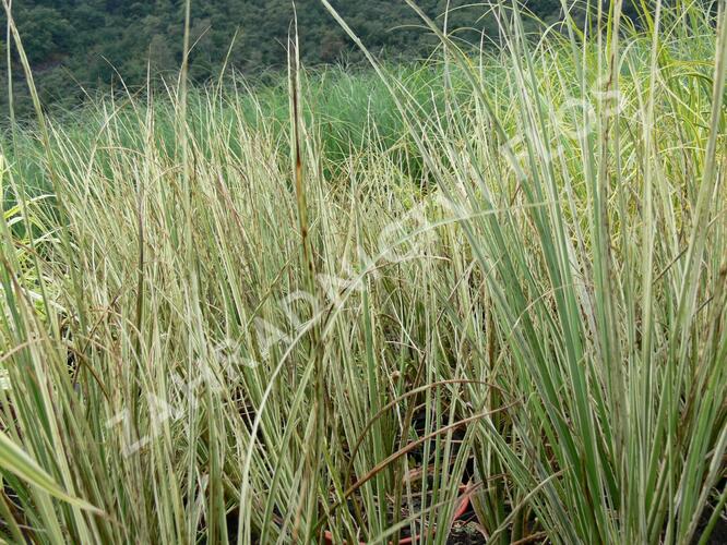 Pampová tráva 'Cool Ice' - Cortaderia selloana 'Cool Ice'