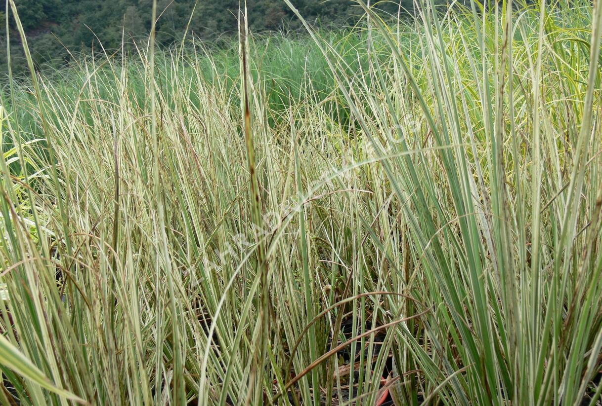 Pampová tráva 'Cool Ice' - Cortaderia selloana 'Cool Ice'