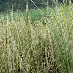 Pampová tráva 'Cool Ice' - Cortaderia selloana 'Cool Ice'