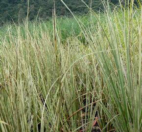 Pampová tráva 'Cool Ice' - Cortaderia selloana 'Cool Ice'