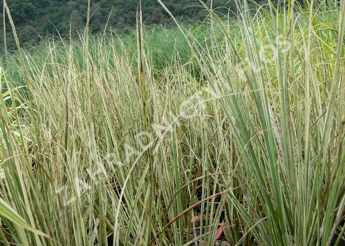 Pampová tráva 'Cool Ice' - Cortaderia selloana 'Cool Ice'