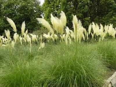 Pampová tráva - Cortaderia selloana