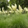 Pampová tráva - Cortaderia selloana