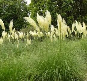 Pampová tráva - Cortaderia selloana