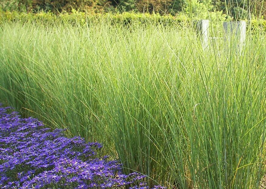 Ozdobnice čínská mix - Miscanthus sinensis mix