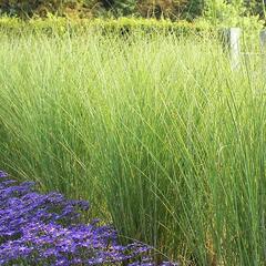 Ozdobnice čínská mix - Miscanthus sinensis mix