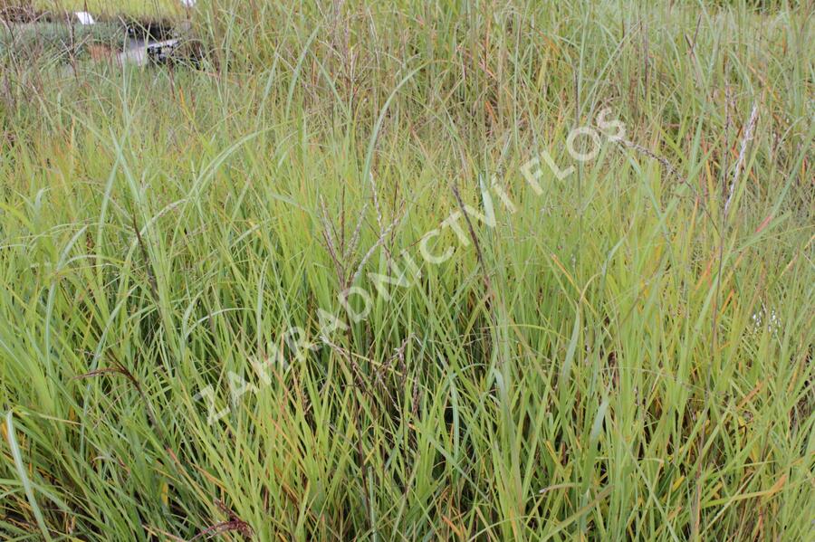 Ozdobnice čínská mix - Miscanthus sinensis mix