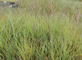 Ozdobnice čínská mix - Miscanthus sinensis mix