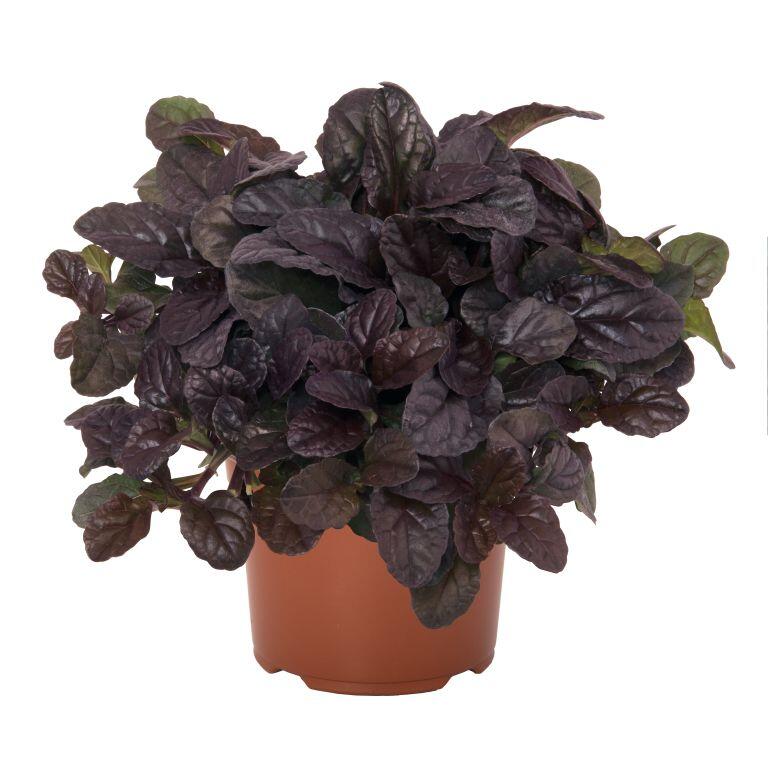 Zběhovec plazivý 'Mahagon' - Ajuga reptans 'Mahagon'
