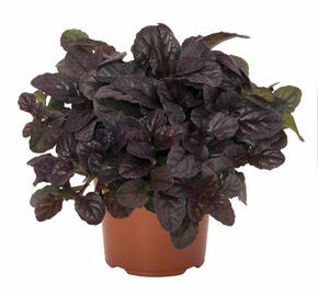 Zběhovec plazivý 'Mahagon' - Ajuga reptans 'Mahagon'