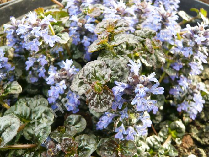 Zběhovec jehlancovitý 'Mini Crispa Red' - Ajuga pyramidalis 'Mini Crispa Red'