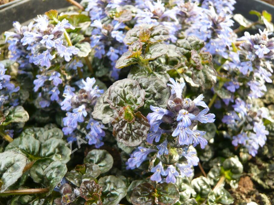 Zběhovec jehlancovitý 'Mini Crispa Red' - Ajuga pyramidalis 'Mini Crispa Red'