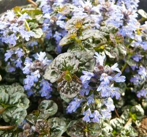 Zběhovec jehlancovitý 'Mini Crispa Red' - Ajuga pyramidalis 'Mini Crispa Red'