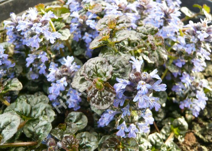 Zběhovec jehlancovitý 'Mini Crispa Red' - Ajuga pyramidalis 'Mini Crispa Red'