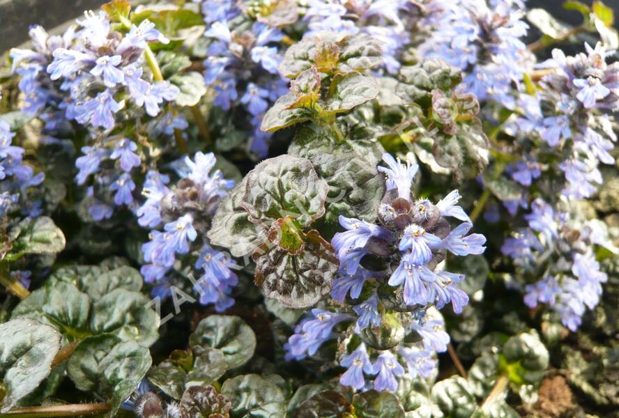 Zběhovec jehlancovitý 'Mini Crispa Red' - Ajuga pyramidalis 'Mini Crispa Red'