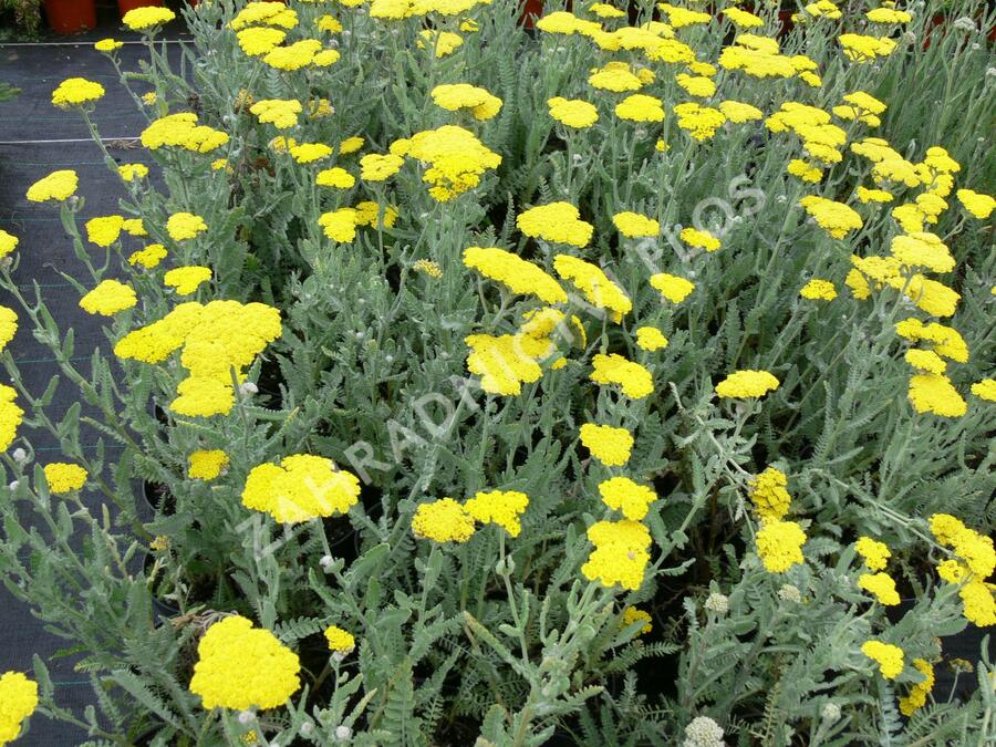 Řebříček 'Moonshine' - Achillea hybridum 'Moonshine'