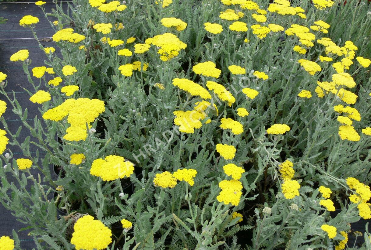 Řebříček 'Moonshine' - Achillea hybridum 'Moonshine'