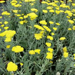 Řebříček 'Moonshine' - Achillea hybridum 'Moonshine'