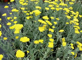 Řebříček 'Moonshine' - Achillea hybridum 'Moonshine'