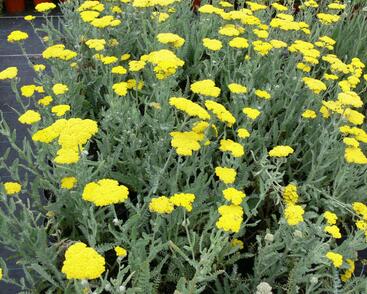 Řebříček 'Moonshine'