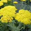 Řebříček 'Moonshine' - Achillea hybridum 'Moonshine'