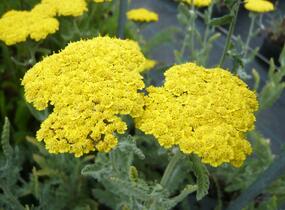 Řebříček 'Moonshine' - Achillea hybridum 'Moonshine'
