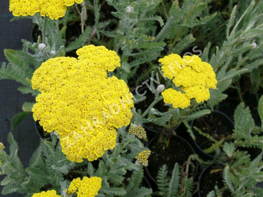 Řebříček 'Moonshine' - Achillea hybridum 'Moonshine'