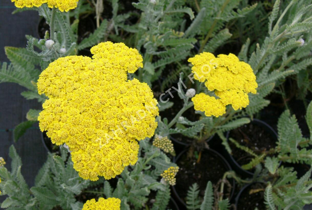 Řebříček 'Moonshine' - Achillea hybridum 'Moonshine'