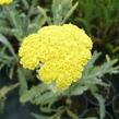 Řebříček 'Moonshine' - Achillea hybridum 'Moonshine'