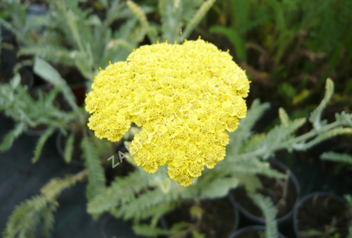 Řebříček 'Moonshine' - Achillea hybridum 'Moonshine'