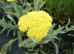 Řebříček 'Moonshine' - Achillea hybridum 'Moonshine'