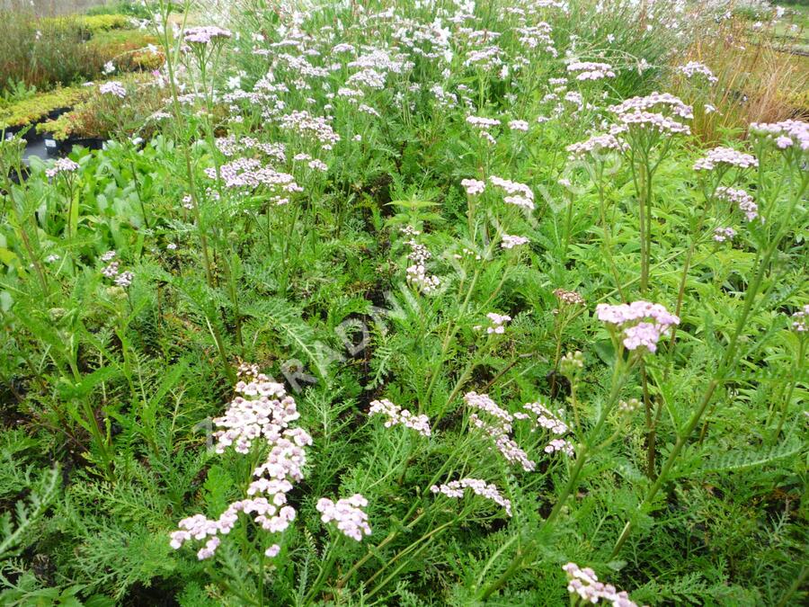 Řebříček obecný 'Lilac Beauty' - Achillea millefolium 'Lilac Beauty'