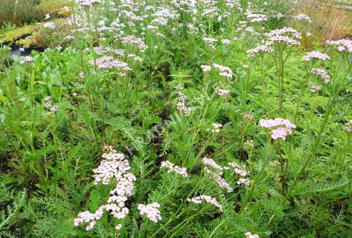 Řebříček obecný 'Lilac Beauty' - Achillea millefolium 'Lilac Beauty'