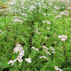 Řebříček obecný 'Lilac Beauty' - Achillea millefolium 'Lilac Beauty'