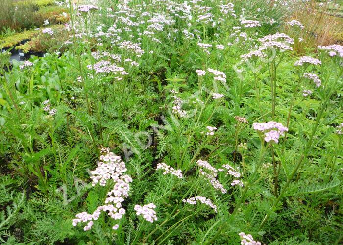 Řebříček obecný 'Lilac Beauty' - Achillea millefolium 'Lilac Beauty'