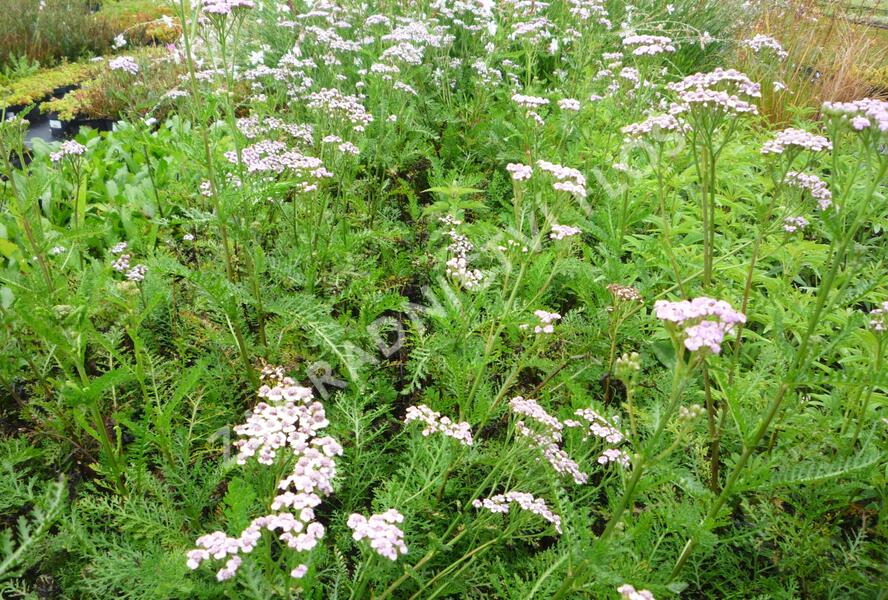 Řebříček obecný 'Lilac Beauty' - Achillea millefolium 'Lilac Beauty'