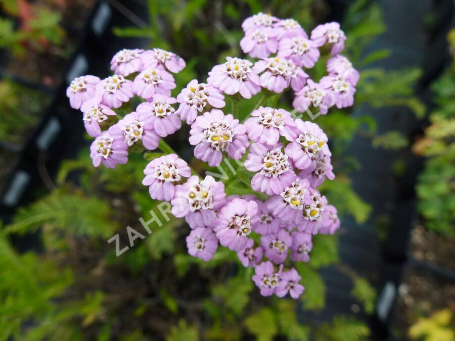 Řebříček obecný 'Lilac Beauty' - Achillea millefolium 'Lilac Beauty'