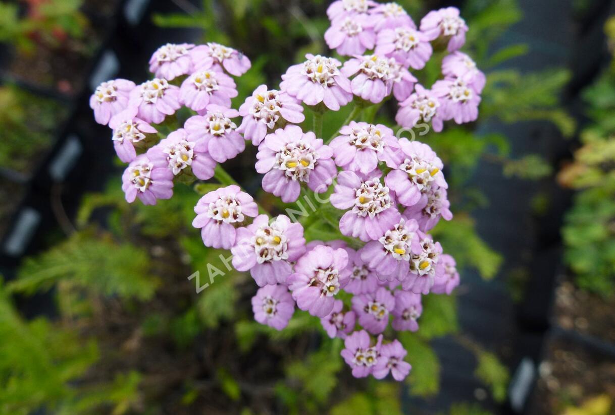 Řebříček obecný 'Lilac Beauty' - Achillea millefolium 'Lilac Beauty'