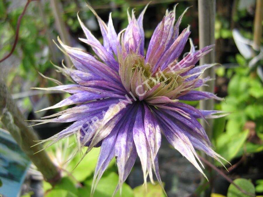 Plamének 'Multi Blue' - Clematis 'Multi Blue'